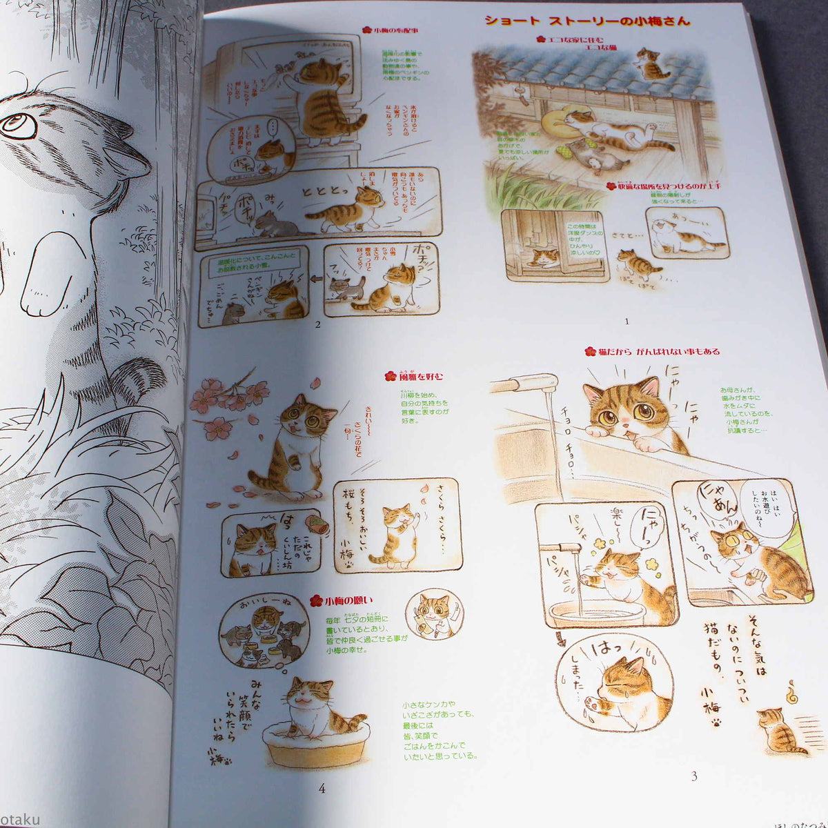Natsumi Hoshino Artworks: Kijitora Neko no Koume-san