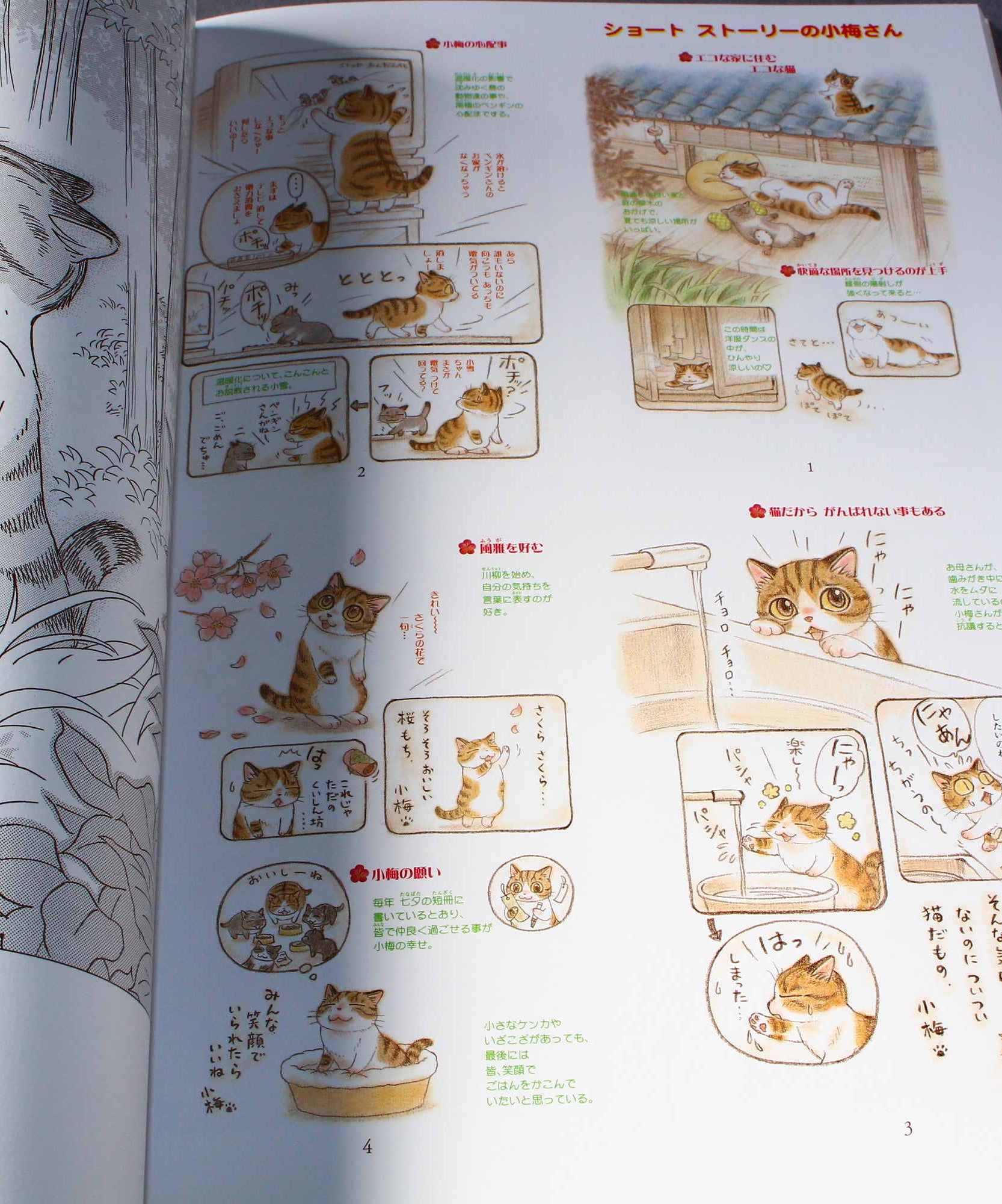 Natsumi Hoshino Artworks: Kijitora Neko no Koume-san