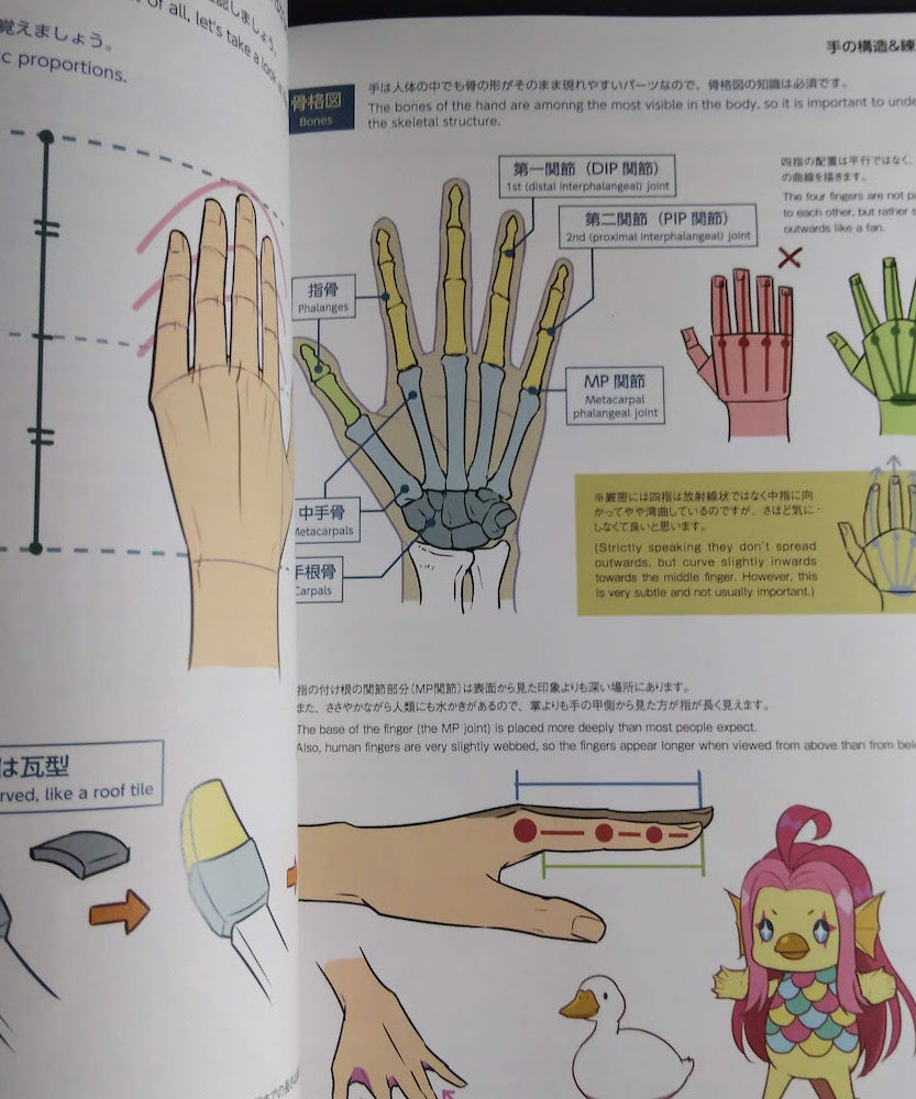 How to Draw Practical Poses of the Hands