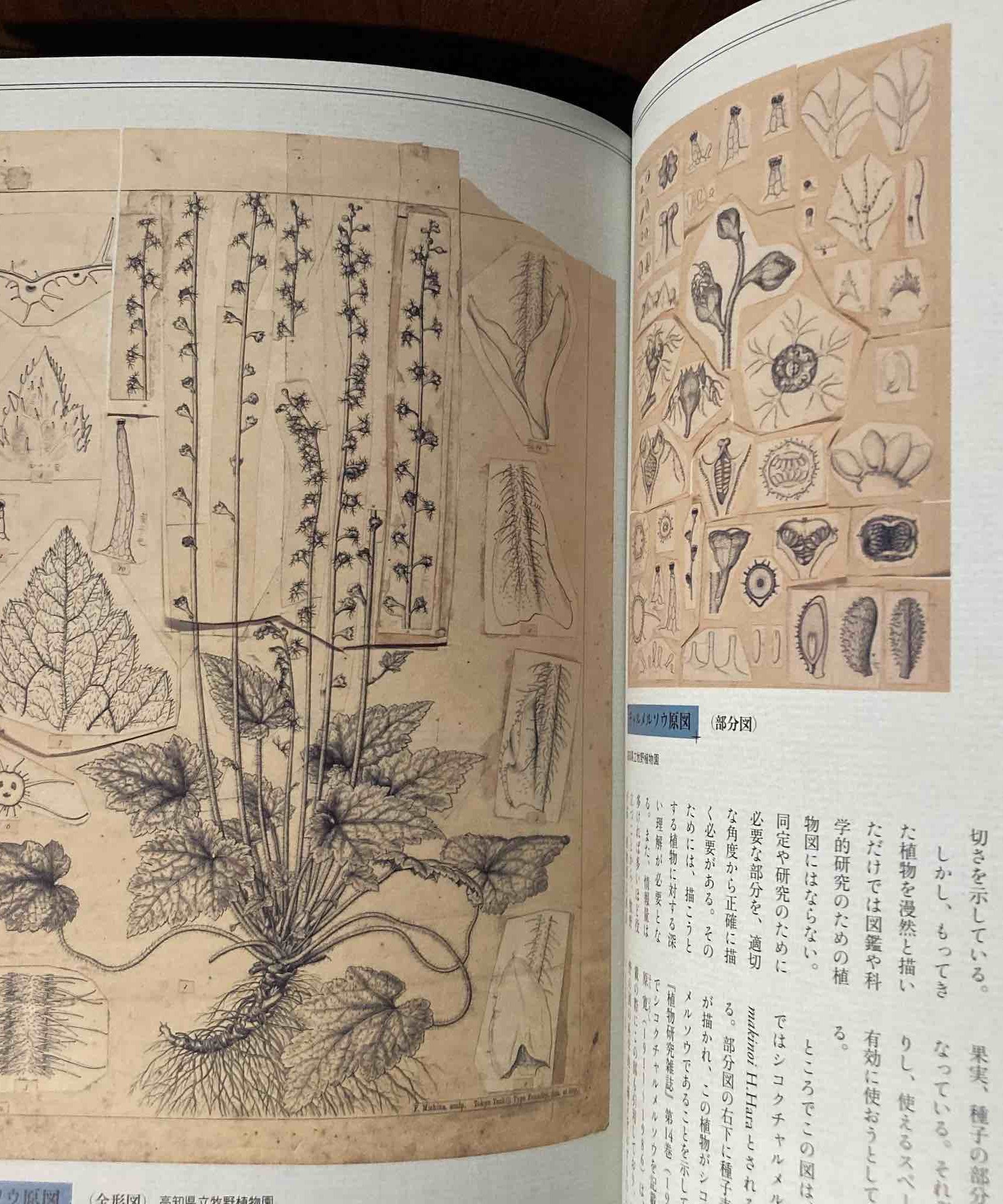 Tomitaro Makino - Life and Works