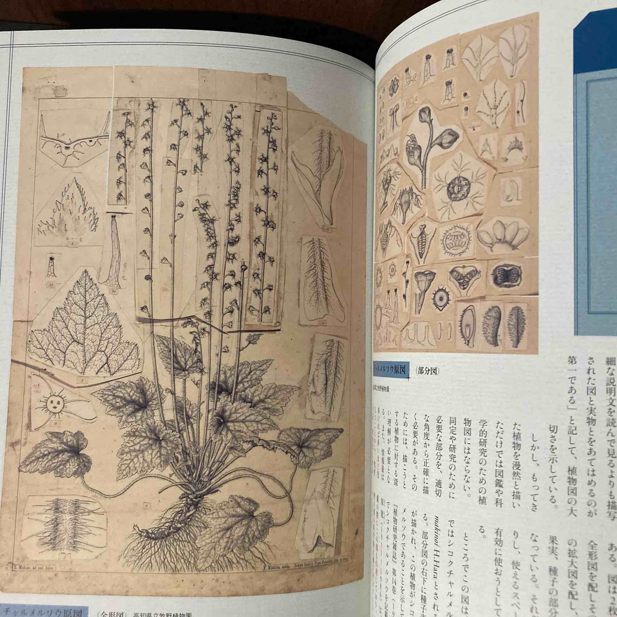 Tomitaro Makino - Life and Works