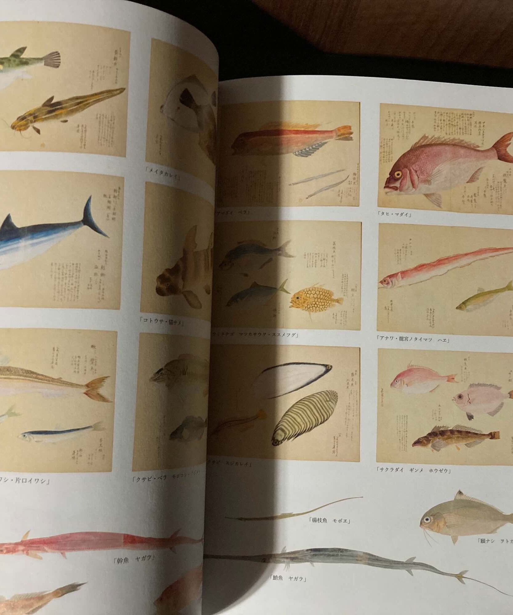 Edo Illustrations - Fish